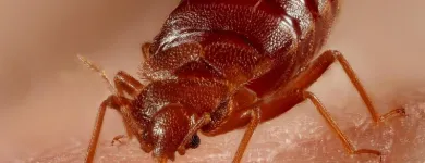 Business 7 image IMPRESSIVE PEST CONTROL MELBOURNE Pest Inspection in Melbourne VIC