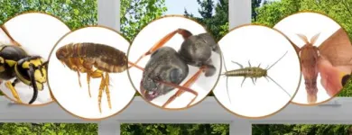 Business 8 image IMPRESSIVE PEST CONTROL MELBOURNE Pest Inspection in Melbourne VIC