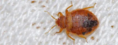 Business 2 image IMPRESSIVE PEST CONTROL MELBOURNE Pest Inspection in Melbourne VIC