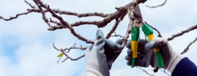 Business 1 image JORDANS TREE SERVICES Tree & Stump Removal Services in Port Kennedy WA