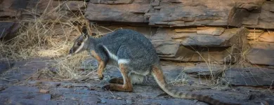 Business 2 image JUST CRUISIN 4WD TOURS William Creek Hotel in Blewitt Springs SA