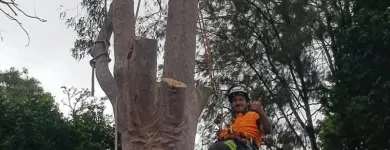Business 1 image LITCHFIELD TREE SERVICES Tree & Stump Removal Services in Cessnock NSW