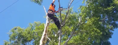 Business 2 image LITCHFIELD TREE SERVICES Tree & Stump Removal Services in Cessnock NSW
