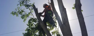 Business 3 image LITCHFIELD TREE SERVICES Tree & Stump Removal Services in Cessnock NSW