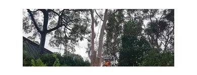 Business 4 image LITCHFIELD TREE SERVICES Tree & Stump Removal Services in Cessnock NSW