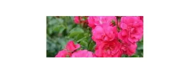 Business 4 image MAGNOLIA TEDDY BEAR HEDGE Florists in Melbourne VIC