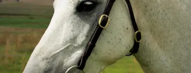 Business 7 image MARSH CARNEY SADDLERY Wrangler in Dubbo NSW