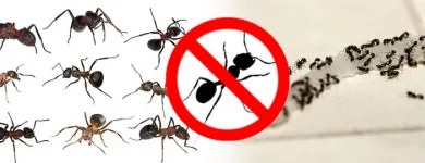 Business 5 image MASTER PEST CONTROL BRISBANE Pest Control in Brisbane QLD