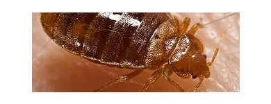 Business 8 image MASTER PEST CONTROL BRISBANE Pest Control in Brisbane QLD