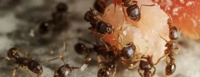 Business 11 image MASTER PEST CONTROL BRISBANE Pest Control in Brisbane QLD