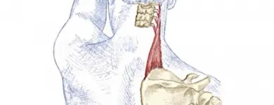 Business 21 image MOTION MYOTHERAPY NORTHCOTE REMEDIAL MASSAGE MELBOURNE Remedial Massage Therapy in Northcote VIC