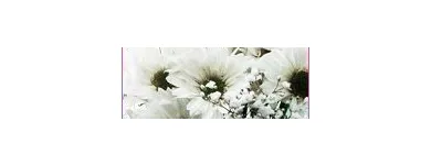 Business 2 image ONLINE FLORIST SYDNEY Sympathy in Sydney NSW