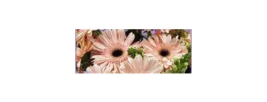 Business 3 image ONLINE FLORIST SYDNEY Sympathy in Sydney NSW