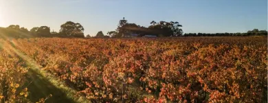 Business 1 image ORGANIC HILL WINES Vegan Wine in McLaren Vale SA