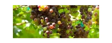Business 1 image ORGANIC ORIGINS Organic Vegetable Delivery in Warrandyte South VIC