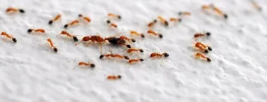 Business 2 image PEST CONTROL ADELAIDE Pest Control in Adelaide SA
