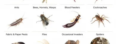 Business 2 image PEST CONTROL BALMAIN Pest Control in Balmain NSW