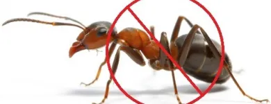 Business 5 image PEST CONTROL BALMAIN Pest Control in Balmain NSW