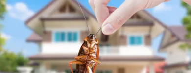 Business 6 image PEST CONTROL BALMAIN Pest Control in Balmain NSW