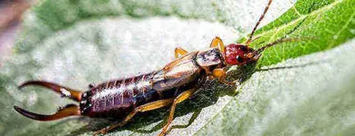 Business 3 image PEST CONTROL BRISBANE Pest Control in Brisbane QLD