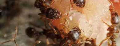 Business 4 image PEST CONTROL BRISBANE Pest Control in Brisbane QLD