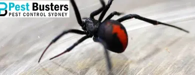 Business 2 image PEST CONTROL CHATSWOOD Pest Control in Chatswood NSW