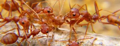 Business 1 image PEST CONTROL MIDLAND Pest Control in Midland DC WA