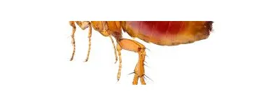 Business 2 image PEST CONTROL MIDLAND Pest Control in Midland DC WA