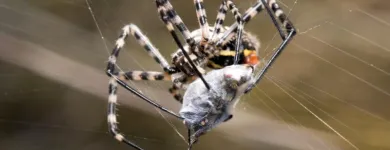 Business 4 image PEST CONTROL MIDLAND Pest Control in Midland DC WA