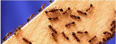 Business 2 image PEST CONTROL MOOROOKA Upholstery in Brisbane QLD