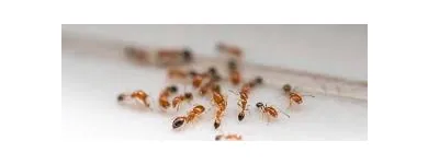Business 3 image PEST CONTROL MOOROOKA Upholstery in Brisbane QLD