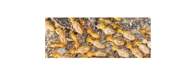 Business 4 image PEST CONTROL MOOROOKA Upholstery in Brisbane QLD