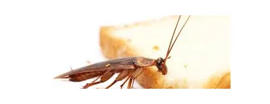 Business 1 image PEST CONTROL MOOROOKA Upholstery in Brisbane QLD