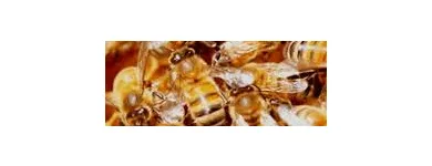 Business 1 image PEST CONTROL NORTHCOTE Pest Control in Northcote VIC