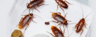 Business 2 image PEST CONTROL PORT KENNEDY Pest Control in Port Kennedy WA