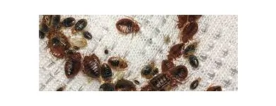 Business 3 image PROFESSIONAL PEST CONTROL SYDNEY Pest Management in Sydney NSW