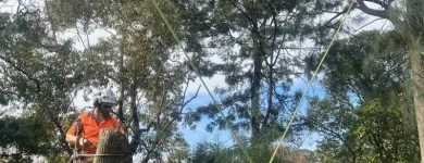 Business 2 image RANGEVIEW TREE SERVICES Tree & Stump Removal Services in Ringwood VIC