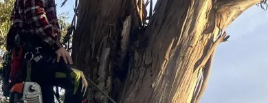 Business 3 image RANGEVIEW TREE SERVICES Tree & Stump Removal Services in Ringwood VIC