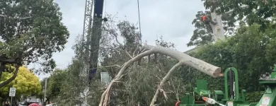 Business 4 image RANGEVIEW TREE SERVICES Tree & Stump Removal Services in Ringwood VIC
