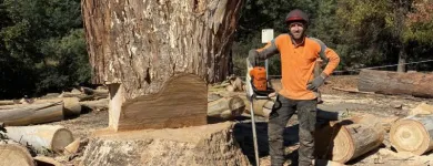 Business 5 image RANGEVIEW TREE SERVICES Tree & Stump Removal Services in Ringwood VIC
