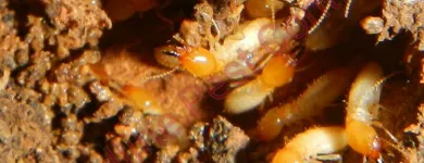 Business 5 image REDLINE PEST CONTROL Termite Control in Blacktown NSW