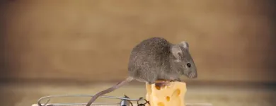 Business 2 image RODENT TREATMENT PERTH Pest Control in Perth WA