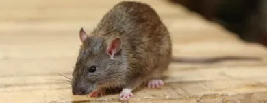 Business 3 image RODENT TREATMENT PERTH Pest Control in Perth WA