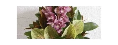 Business 1 image SANDRINGHAM FLOWERS Wedding Flowers in Melbourne VIC