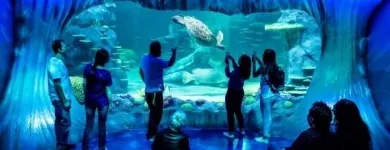 Business 2 image SEA LIFE SYDNEY AQUARIUM what's on Sydney in Sydney NSW