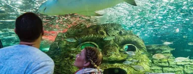 Business 5 image SEA LIFE SYDNEY AQUARIUM what's on Sydney in Sydney NSW