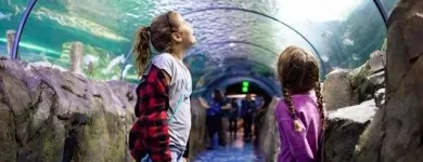 Business 6 image SEA LIFE SYDNEY AQUARIUM what's on Sydney in Sydney NSW