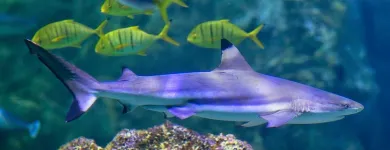 Business 7 image SEA LIFE SYDNEY AQUARIUM what's on Sydney in Sydney NSW