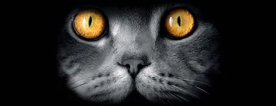 Business 3 image SEO WEB LOGISTICS Online Marketing in Hobart TAS