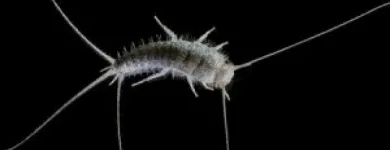 Business 1 image SILVERFISH EXTERMINATION ADELAIDE Pest Control in Adelaide SA
